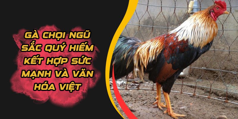 gà chọi ngũ sắc